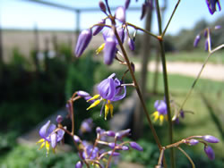 Ausplant Nursery Dalby Little Jess